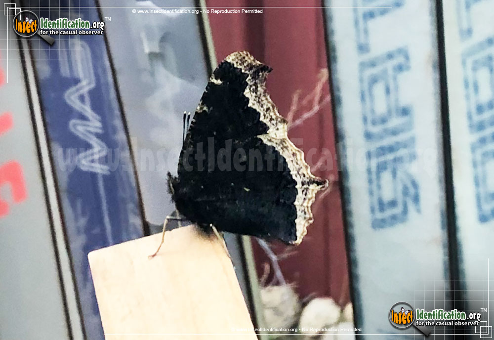 Full-sized image #10 of the Mourning-Cloak-Butterfly