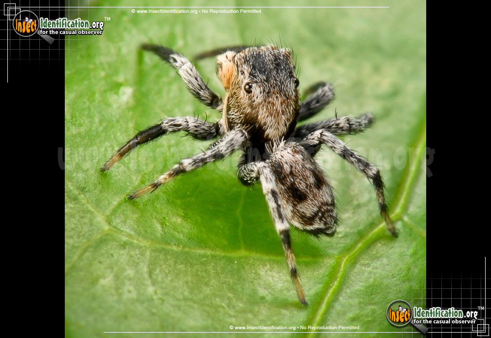 Full-sized image of the North-American-Jumping-Spider