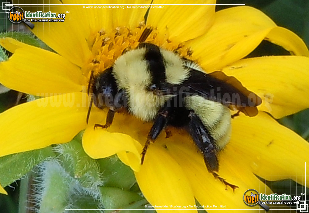 Full-sized image of the Northern-Golden-Bumble-Bee