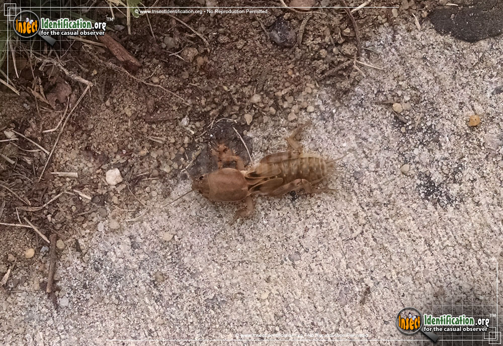 Full-sized image #2 of the Northern-Mole-Cricket