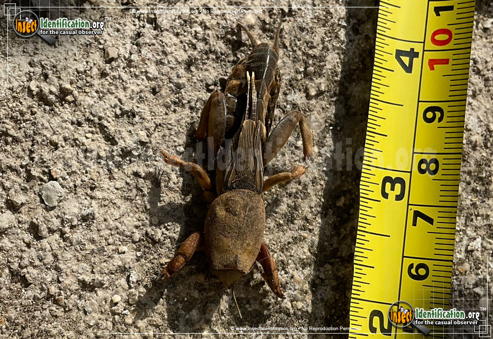 Full-sized image #7 of the Northern-Mole-Cricket