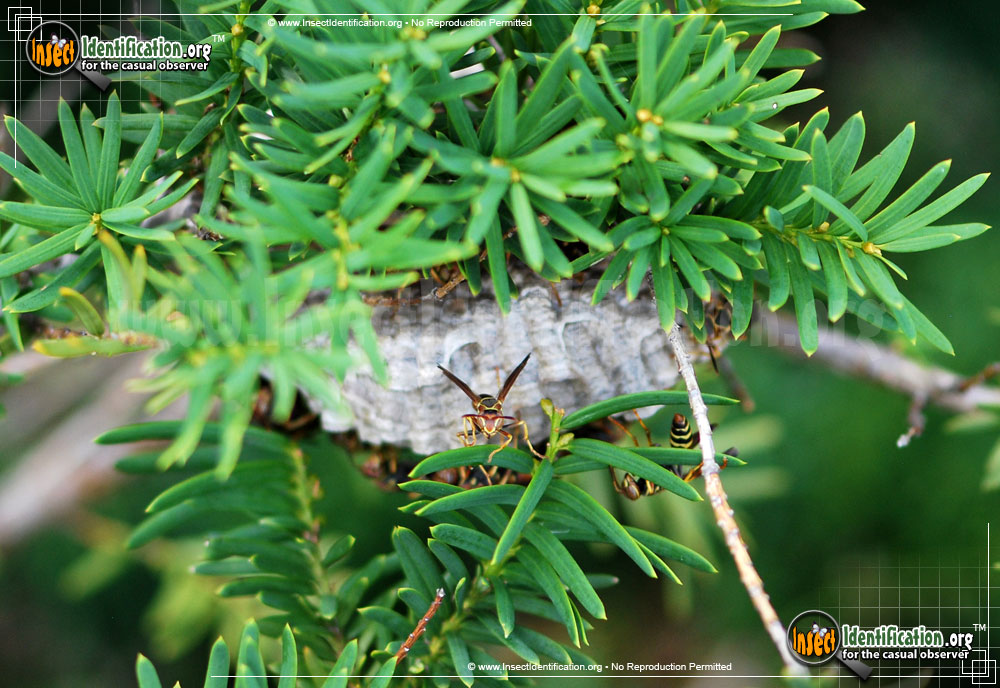 Full-sized image #6 of the Northern-Paper-Wasp