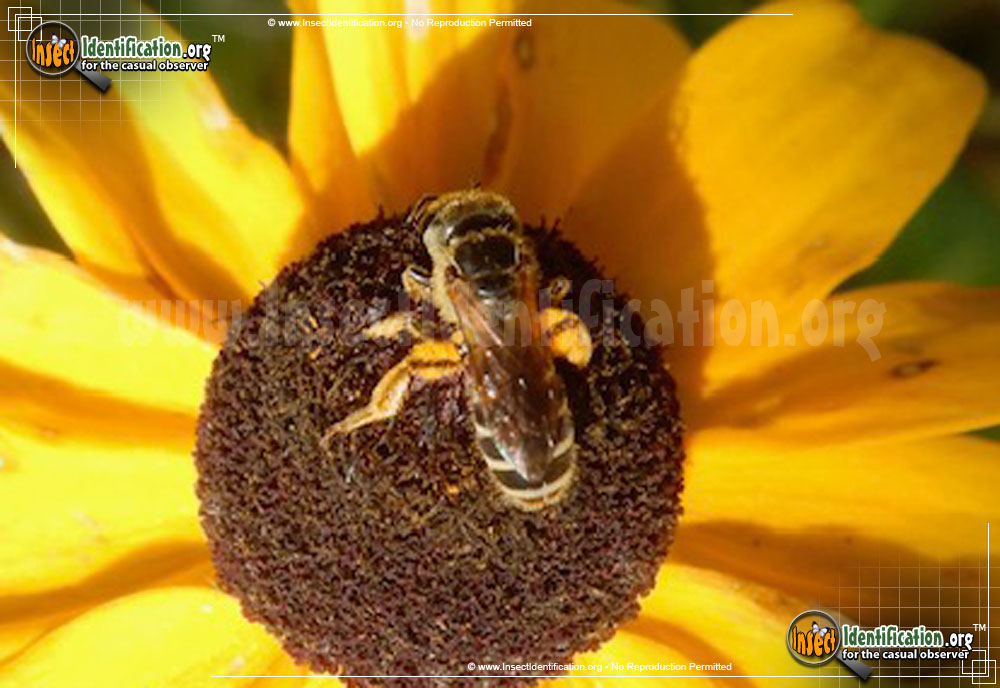 Full-sized image of the Orange-Legged-Furrow-Bee