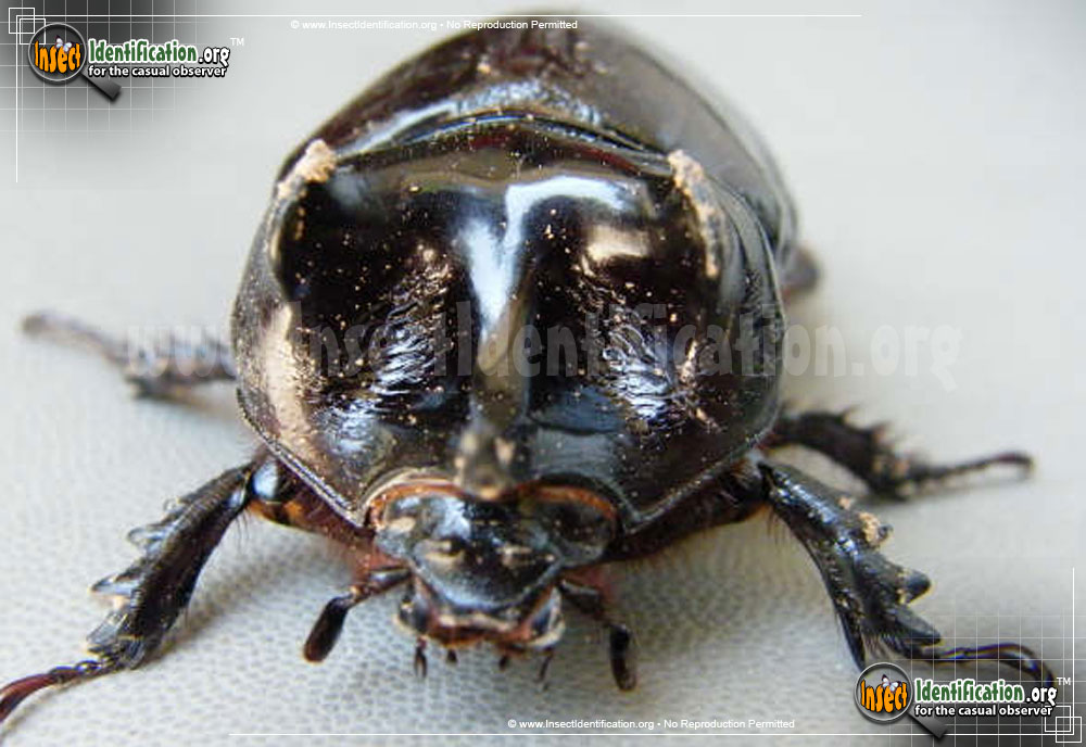 Full-sized image #6 of the Ox-Beetle