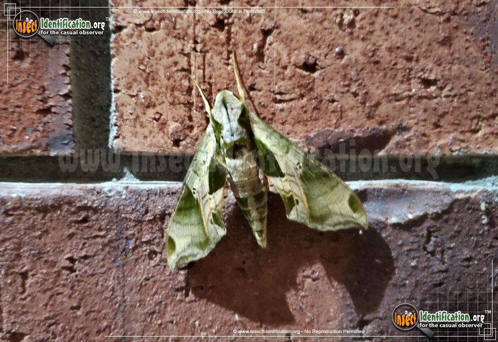 Full-sized image #12 of the Pandorus-Sphinx-Moth