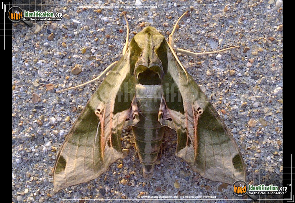Full-sized image #5 of the Pandorus-Sphinx-Moth