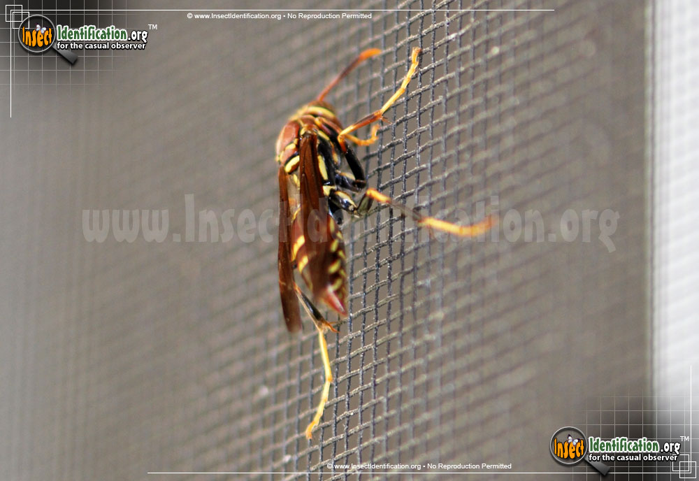 Full-sized image #6 of the Paper-Wasp