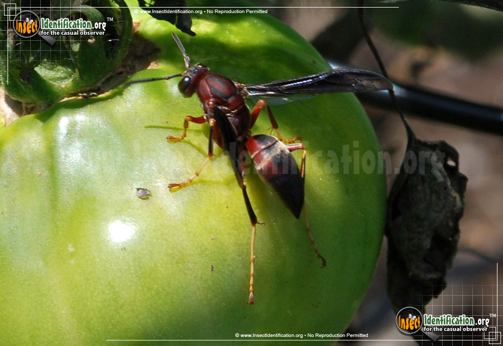 Full-sized image #8 of the Paper-Wasp