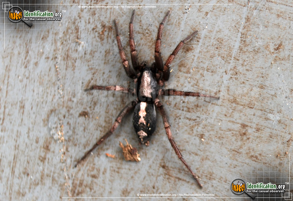 Full-sized image #3 of the Parson-Spider