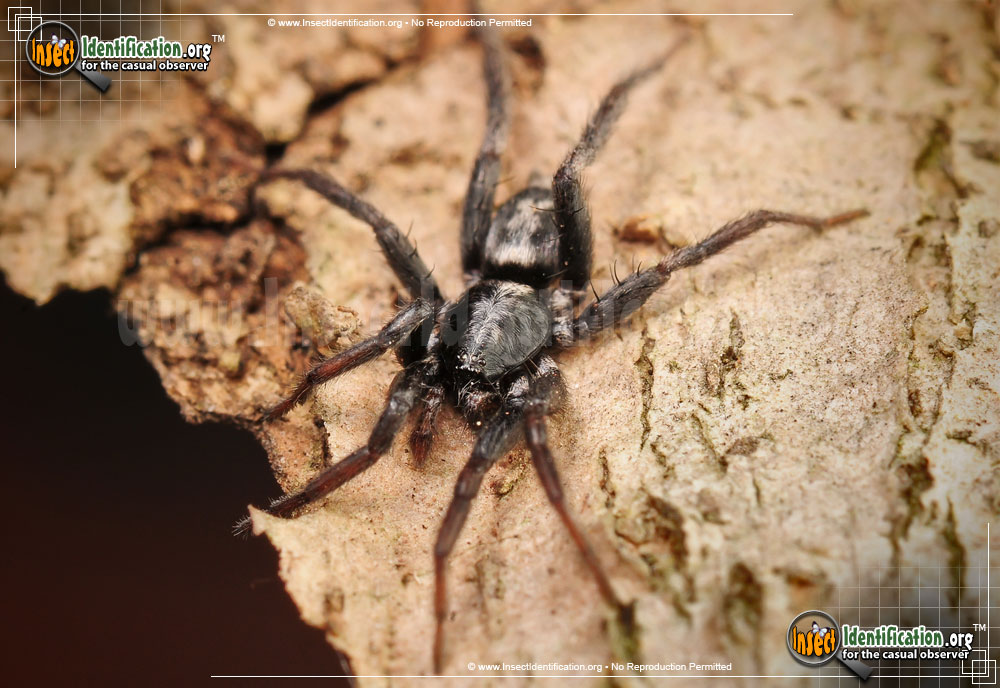 Full-sized image #6 of the Parson-Spider