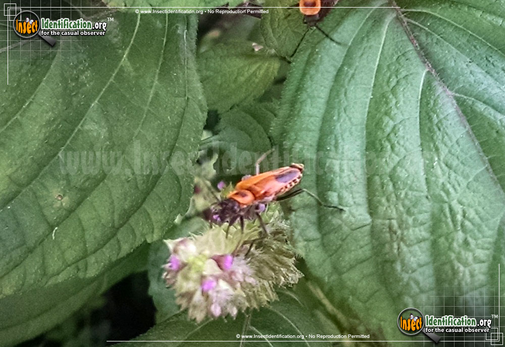 Full-sized image #5 of the Pennsylvania-Leatherwing-Beetle