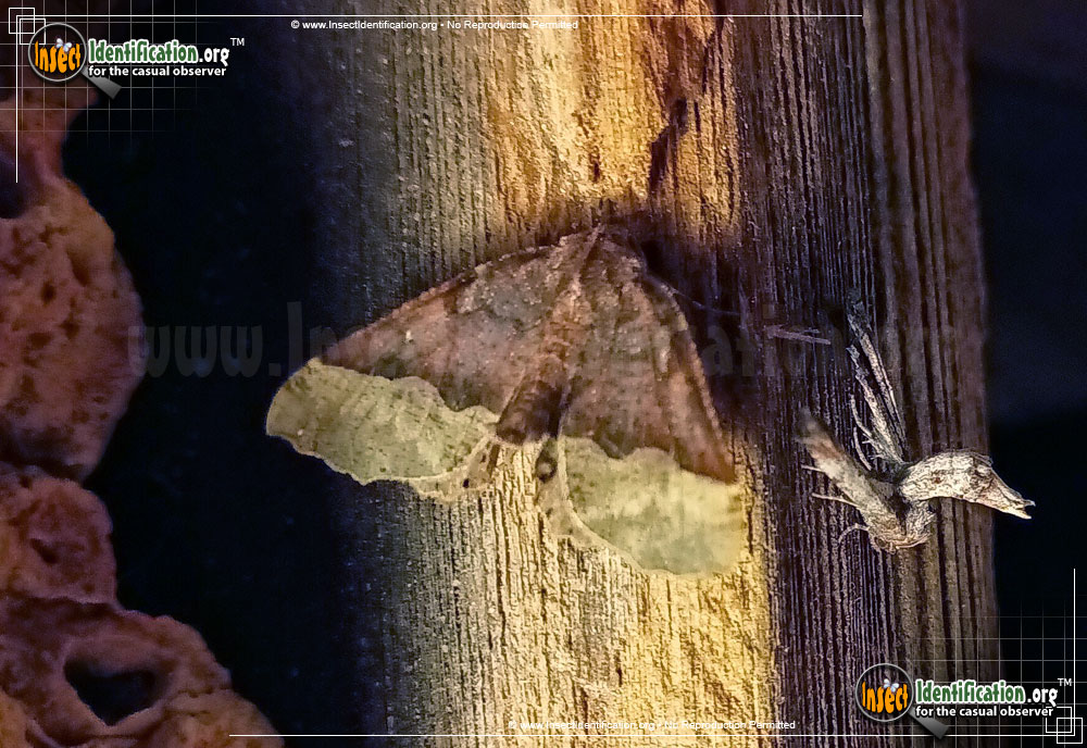 Full-sized image #2 of the Pero-Moth