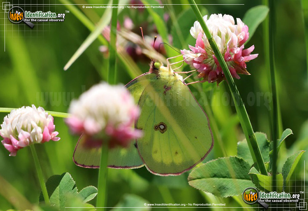 Full-sized image of the Pink-Edged-Sulphur-Butterfly
