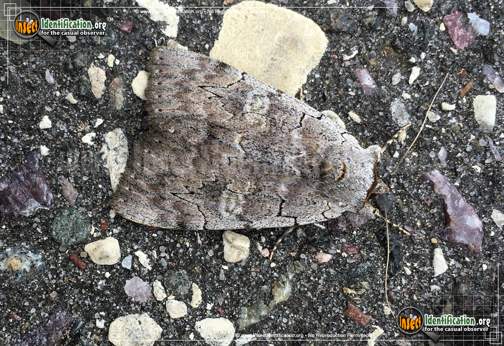 Full-sized image #2 of the Pink-Underwing-Moth
