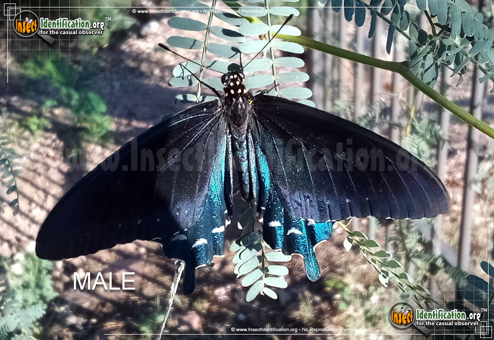 Full-sized image #12 of the Pipevine-Swallowtail