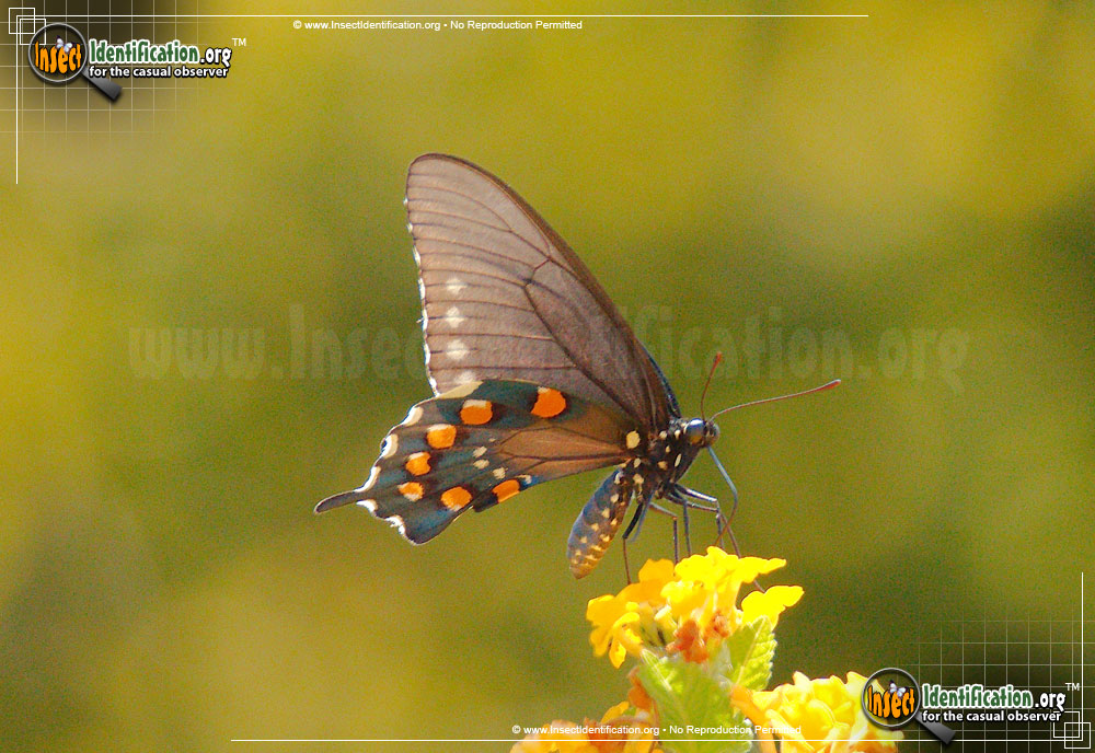 Full-sized image #5 of the Pipevine-Swallowtail