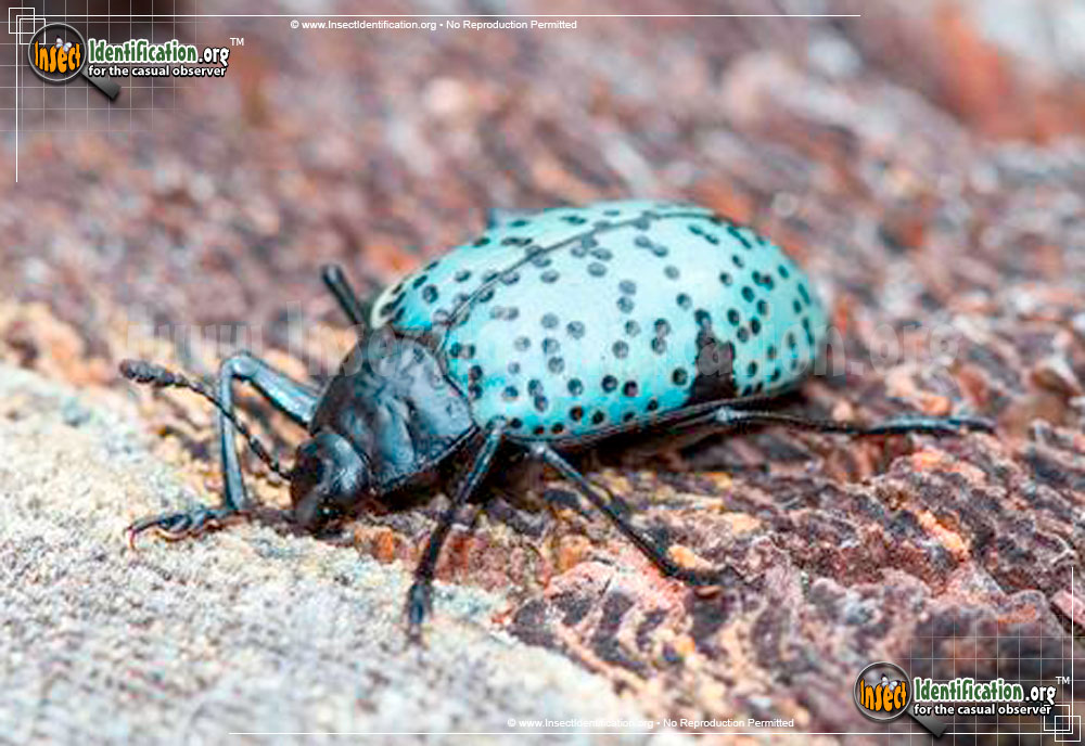 Full-sized image #4 of the Pleasing-Fungus-Beetle