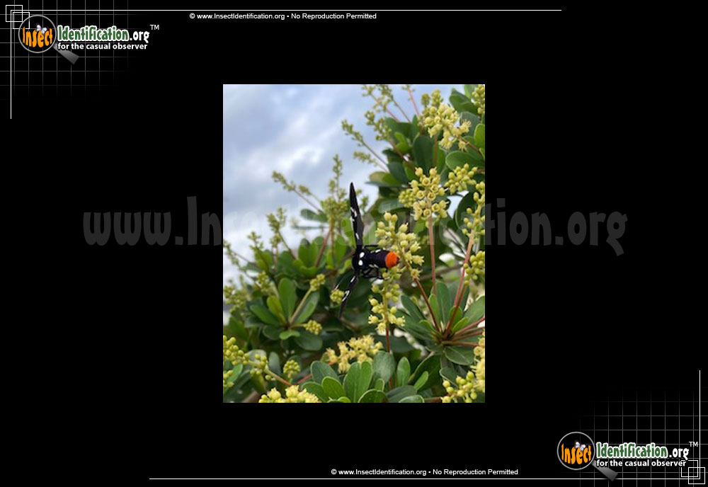 Full-sized image #3 of the Polka-Dot-Wasp-Moth