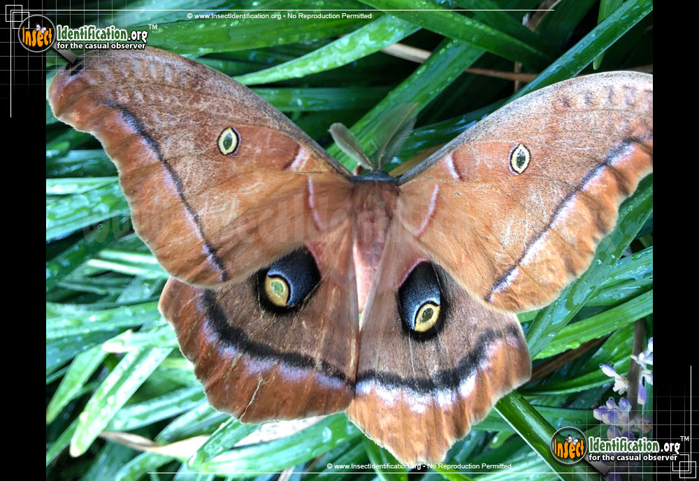Full-sized image #7 of the Polyphemus-Moth