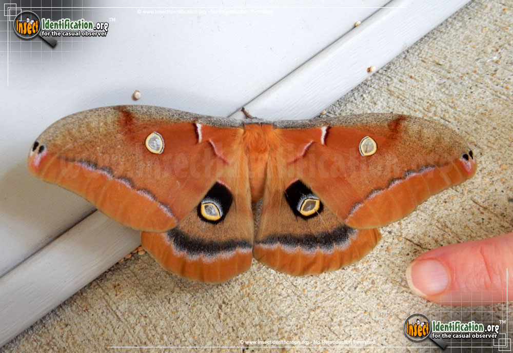 Full-sized image #10 of the Polyphemus-Moth