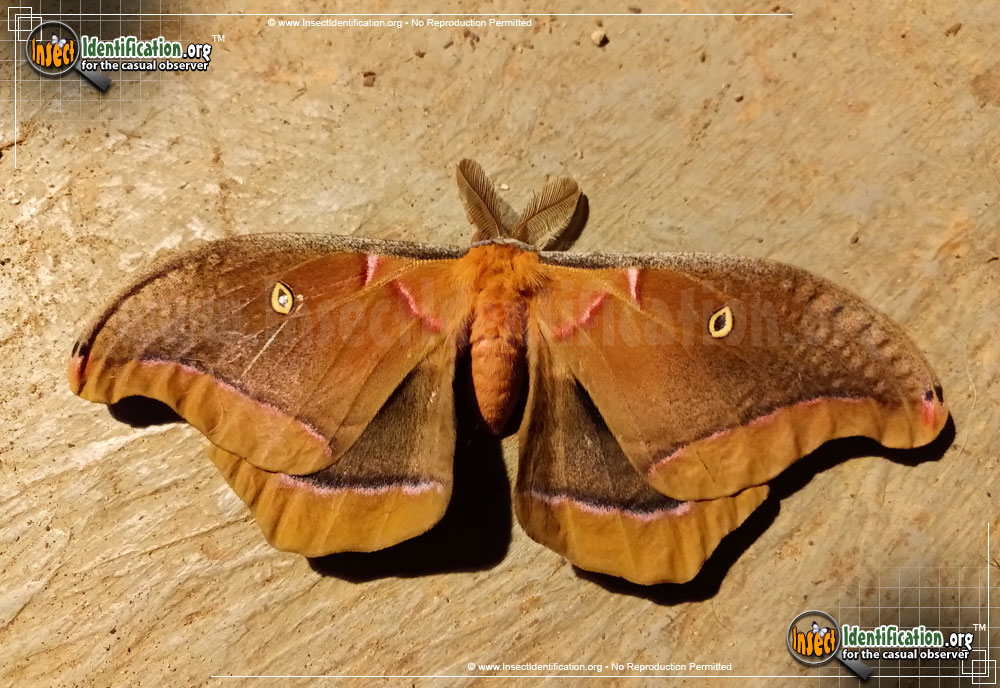 Full-sized image #13 of the Polyphemus-Moth