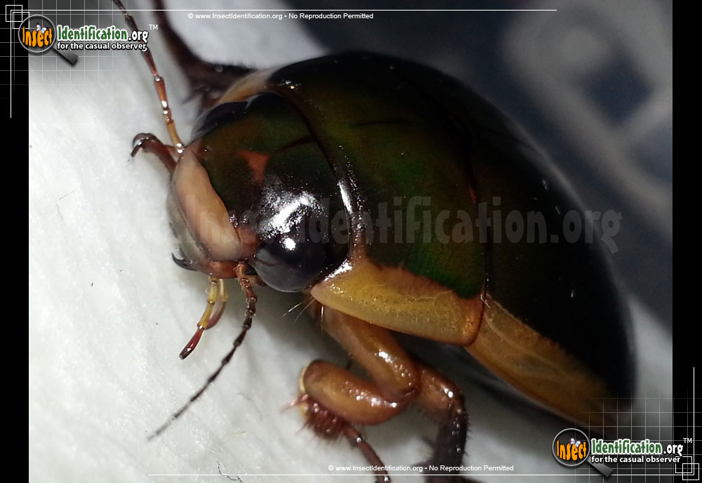 Full-sized image #2 of the Predaceous-Diving-Beetle