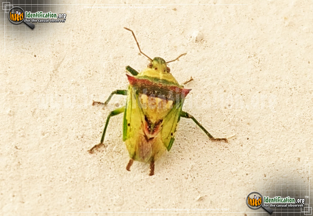 Full-sized image of the Predatory-Stink-Bug-Tylospilus