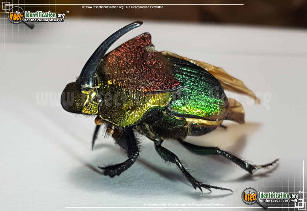 Full-sized image #2 of the Rainbow-Scarab-Beetle