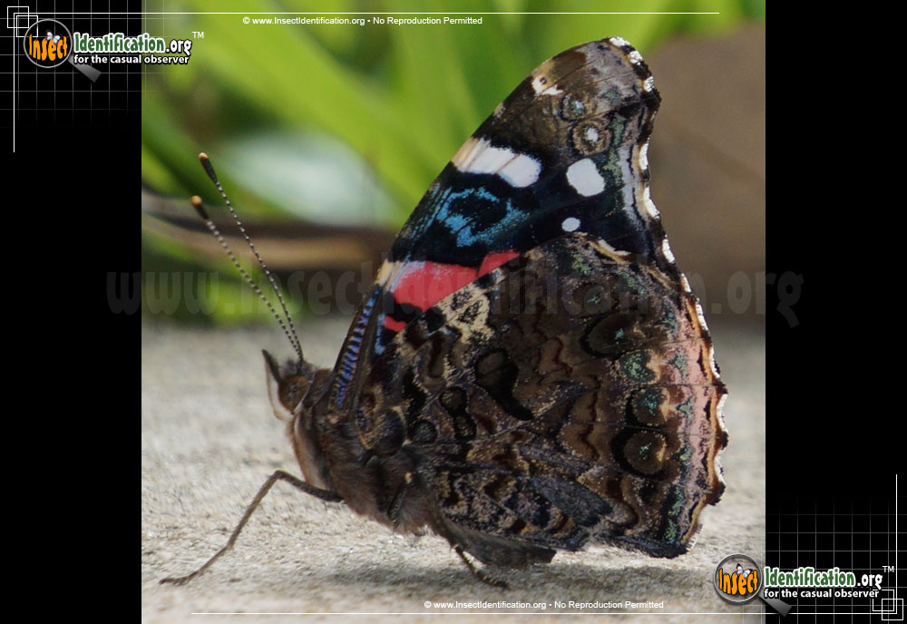 Full-sized image #11 of the Red-Admiral-Butterfly