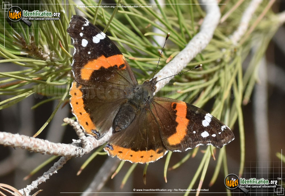 Full-sized image #13 of the Red-Admiral-Butterfly