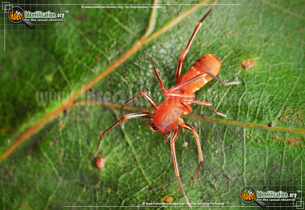 Full-sized image #2 of the Red-Ant-Mimic-Spider