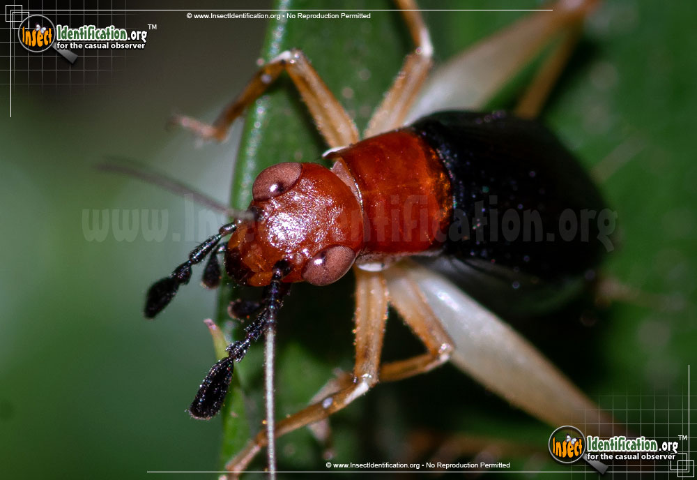 Full-sized image #4 of the Red-Headed-Bush-Cricket