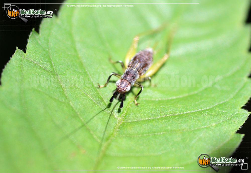 Full-sized image #7 of the Red-Headed-Bush-Cricket