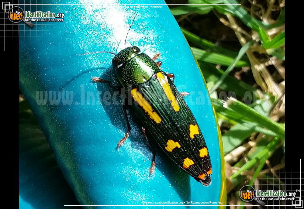 Full-sized image of the Red-Legged-Buprestis-Beetle