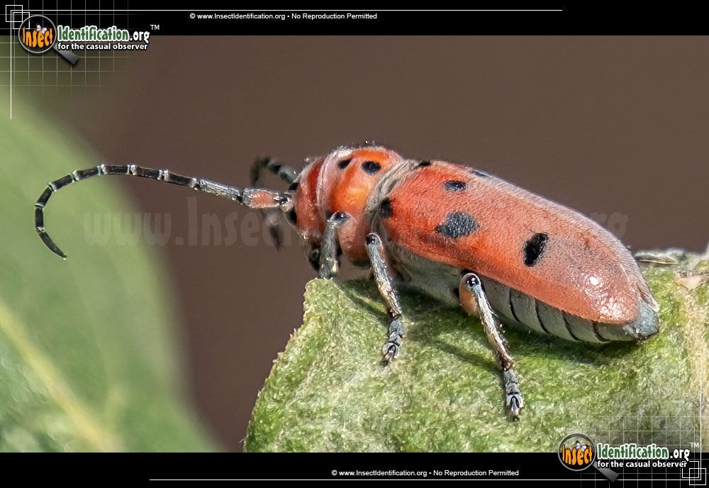 Full-sized image of the Red-Milkweed-Beetle