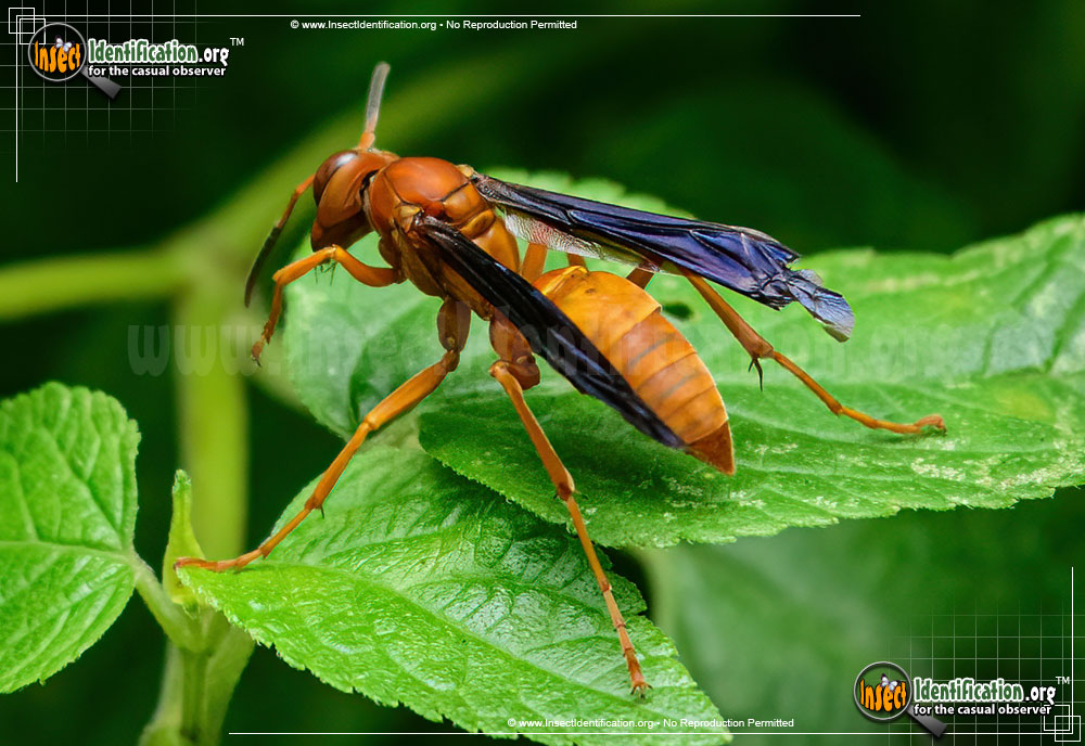 Full-sized image #8 of the Red-Paper-Wasp