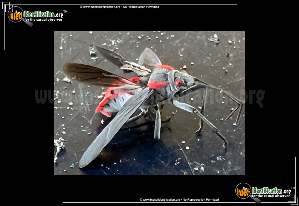 Full-sized image #3 of the Red-Shouldered-Bug