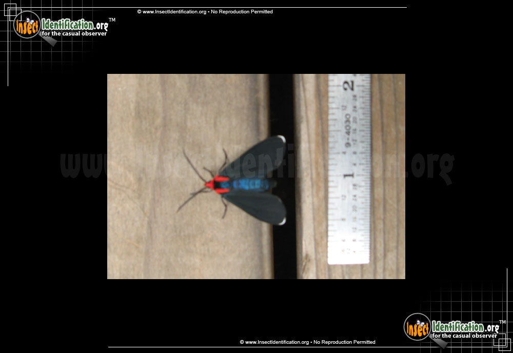 Full-sized image #2 of the Red-Shouldered-Ctenucha-Moth