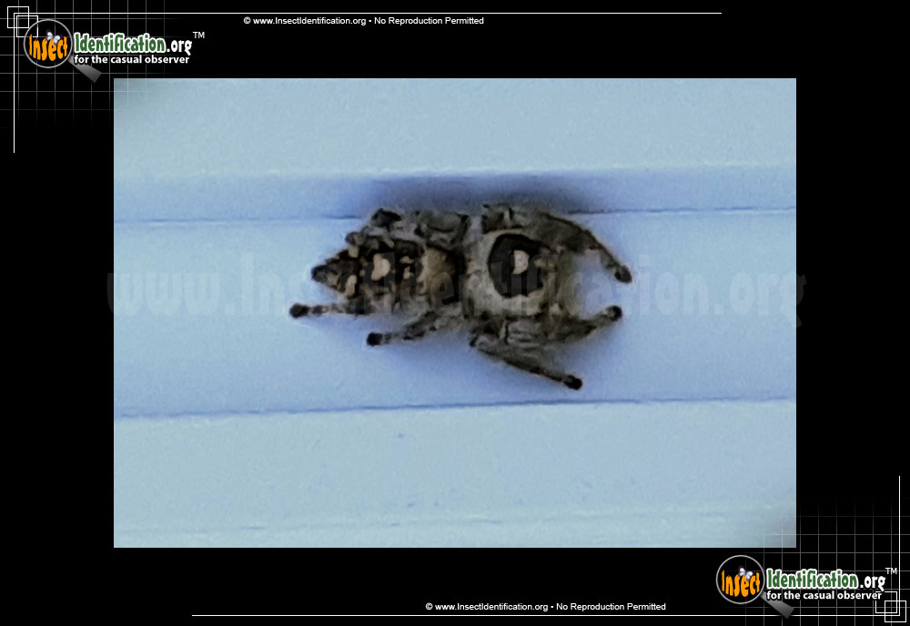 Full-sized image of the Regal-Jumping-Spider