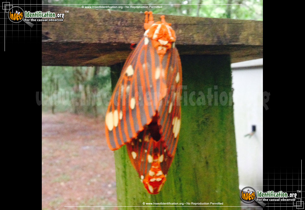 Full-sized image #6 of the Regal-Moth