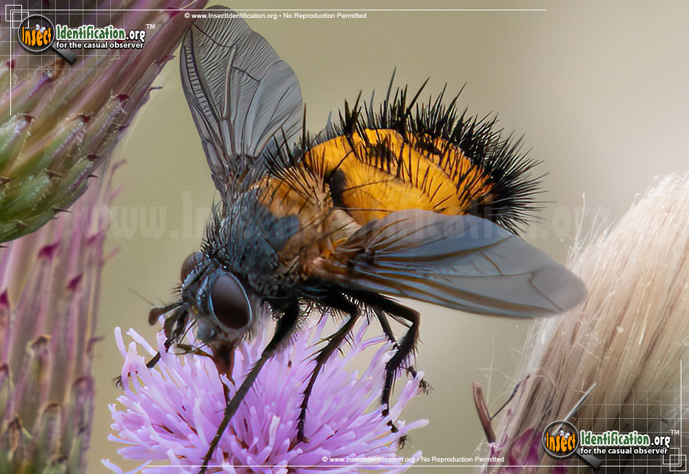 Full-sized image of the Repetitive-Tachinid-Fly