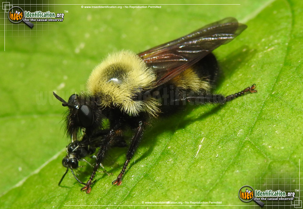 Full-sized image #2 of the Robber-Fly-Laphria-thoracica