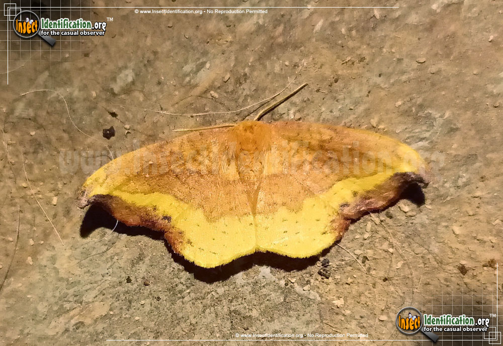 Full-sized image #3 of the Rose-Hooktip-Moth