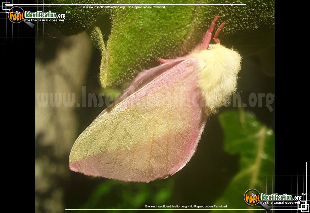 Full-sized image #6 of the Rosy-Maple-Moth
