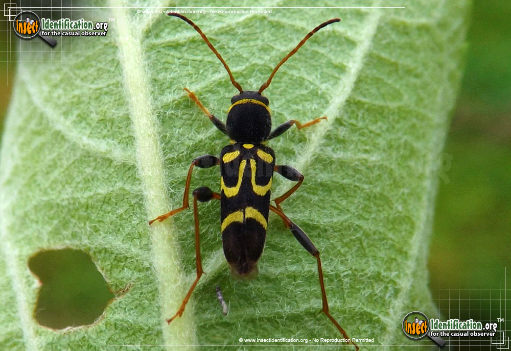Full-sized image of the Round-Necked-Longhorn-Beetle-Clytus-ruricola