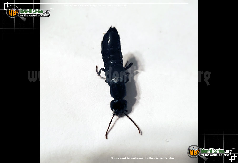 Full-sized image #2 of the Rove-Beetle