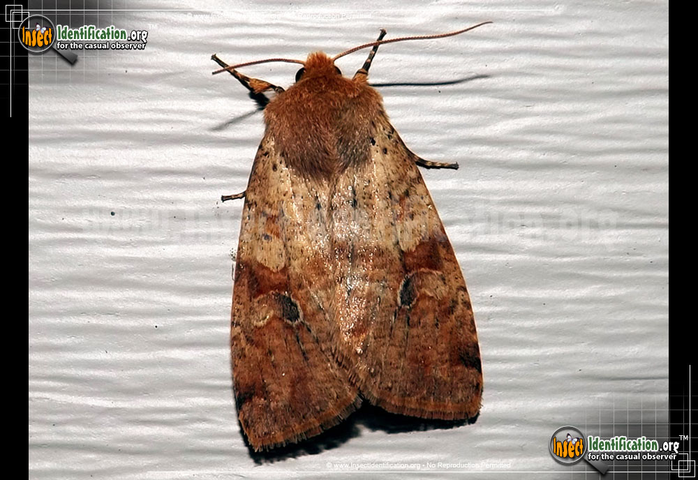 Full-sized image of the Ruby-Quaker-Moth