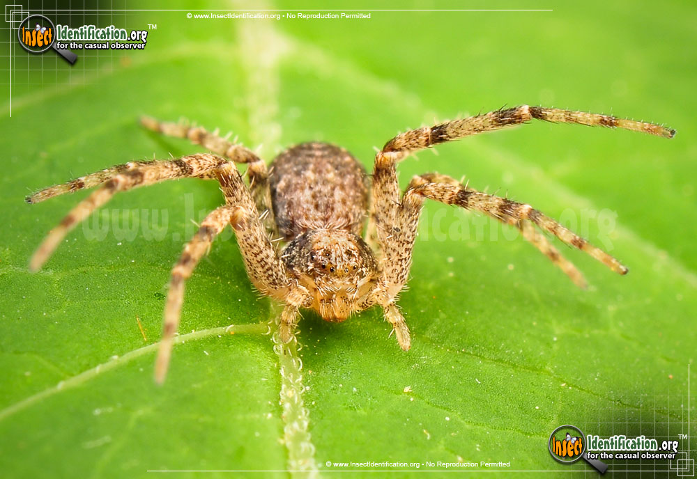 Full-sized image #2 of the Running-Crab-Spider