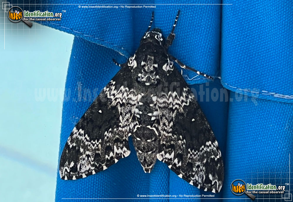 Full-sized image #5 of the Rustic-Sphinx-Moth