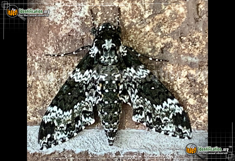 Full-sized image #8 of the Rustic-Sphinx-Moth